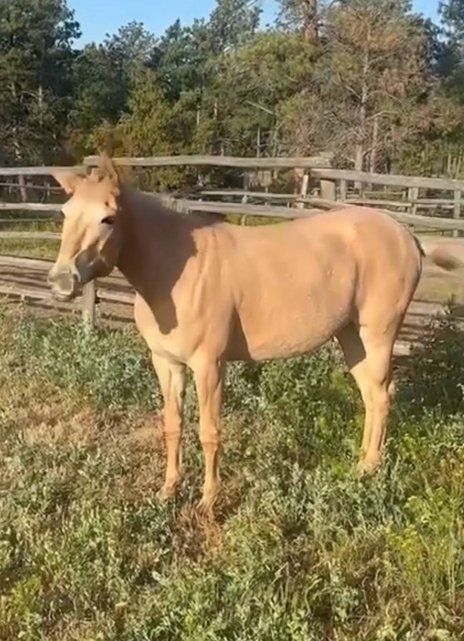 Horse on property