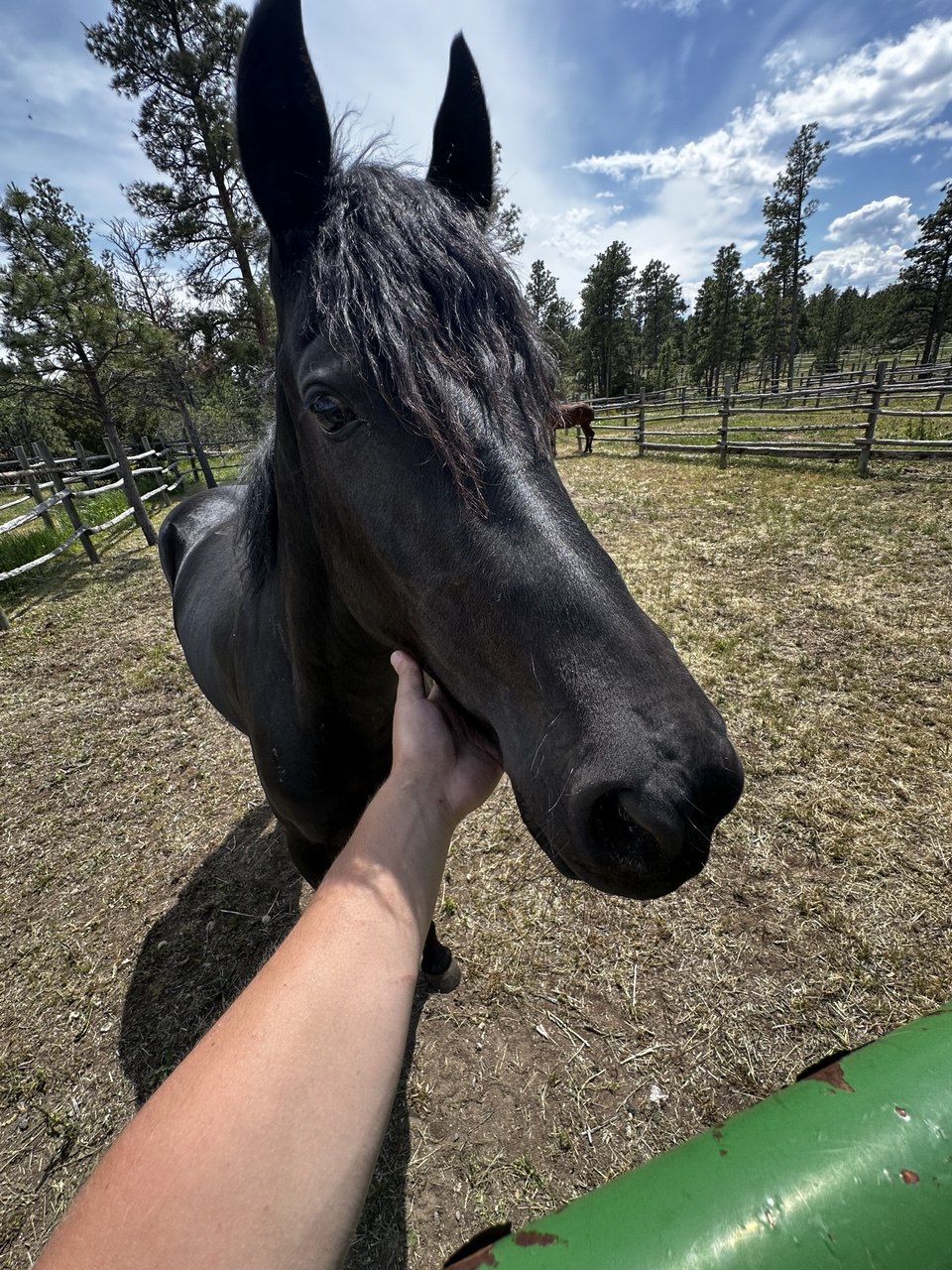 Black horse close-up