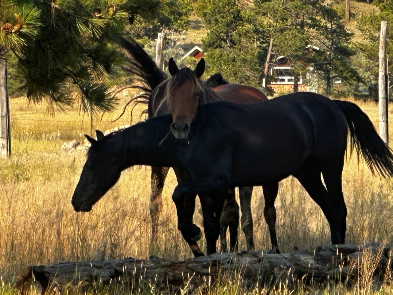 Two horses in field
