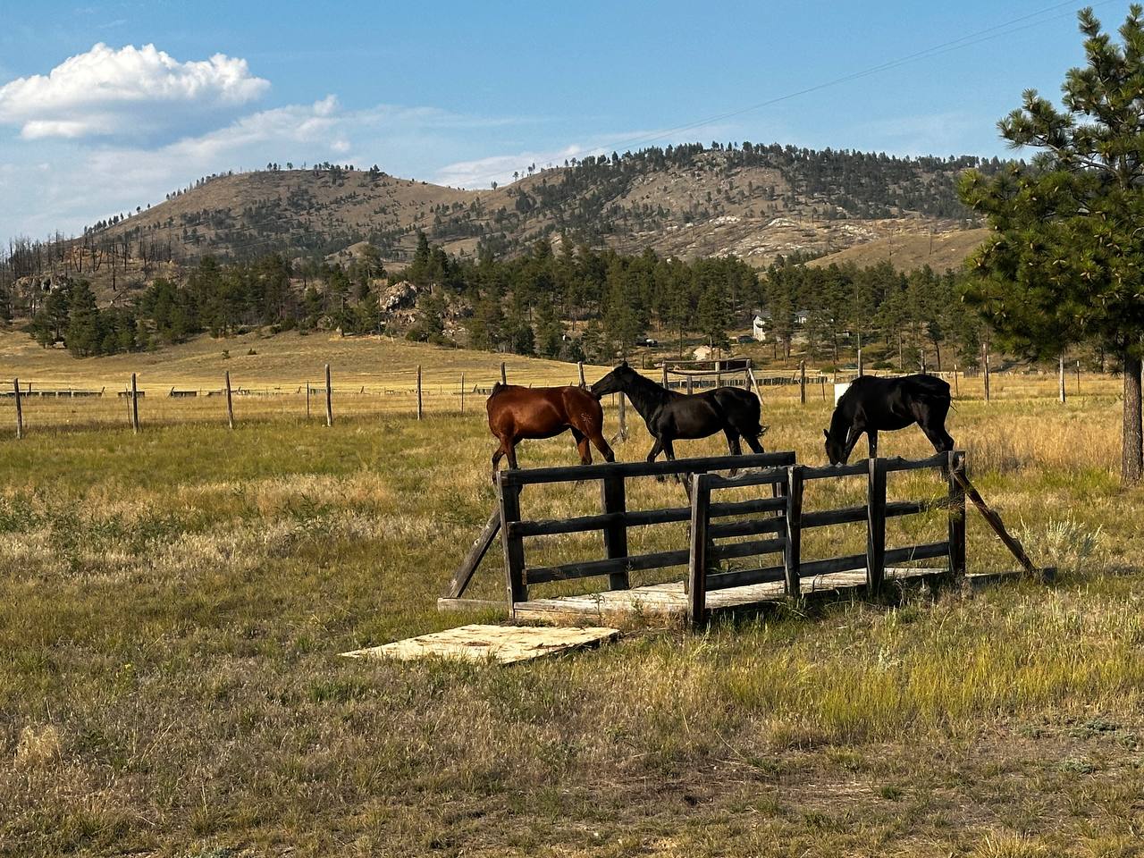 Horses on pasture with hills in background